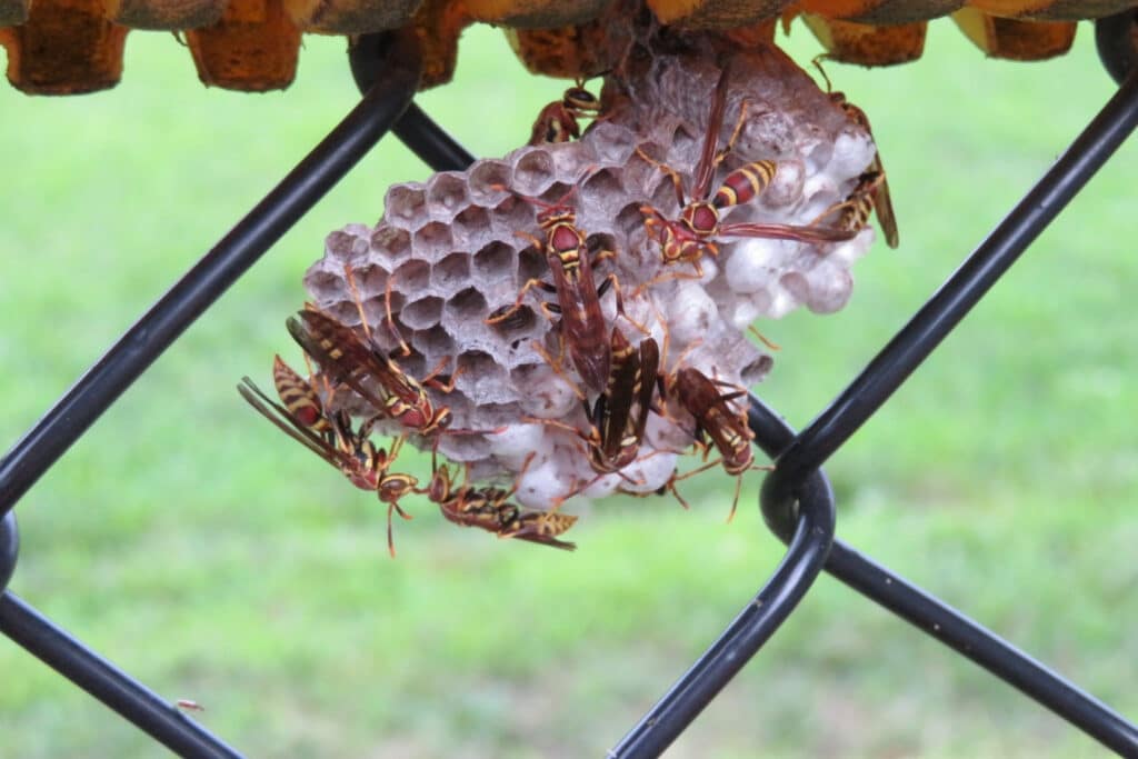 Yellow Jackets In Air Conditioner 